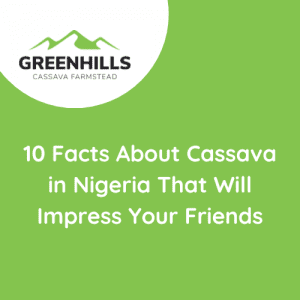 10 Facts About Cassava in Nigeria That Will Impress Your Friends