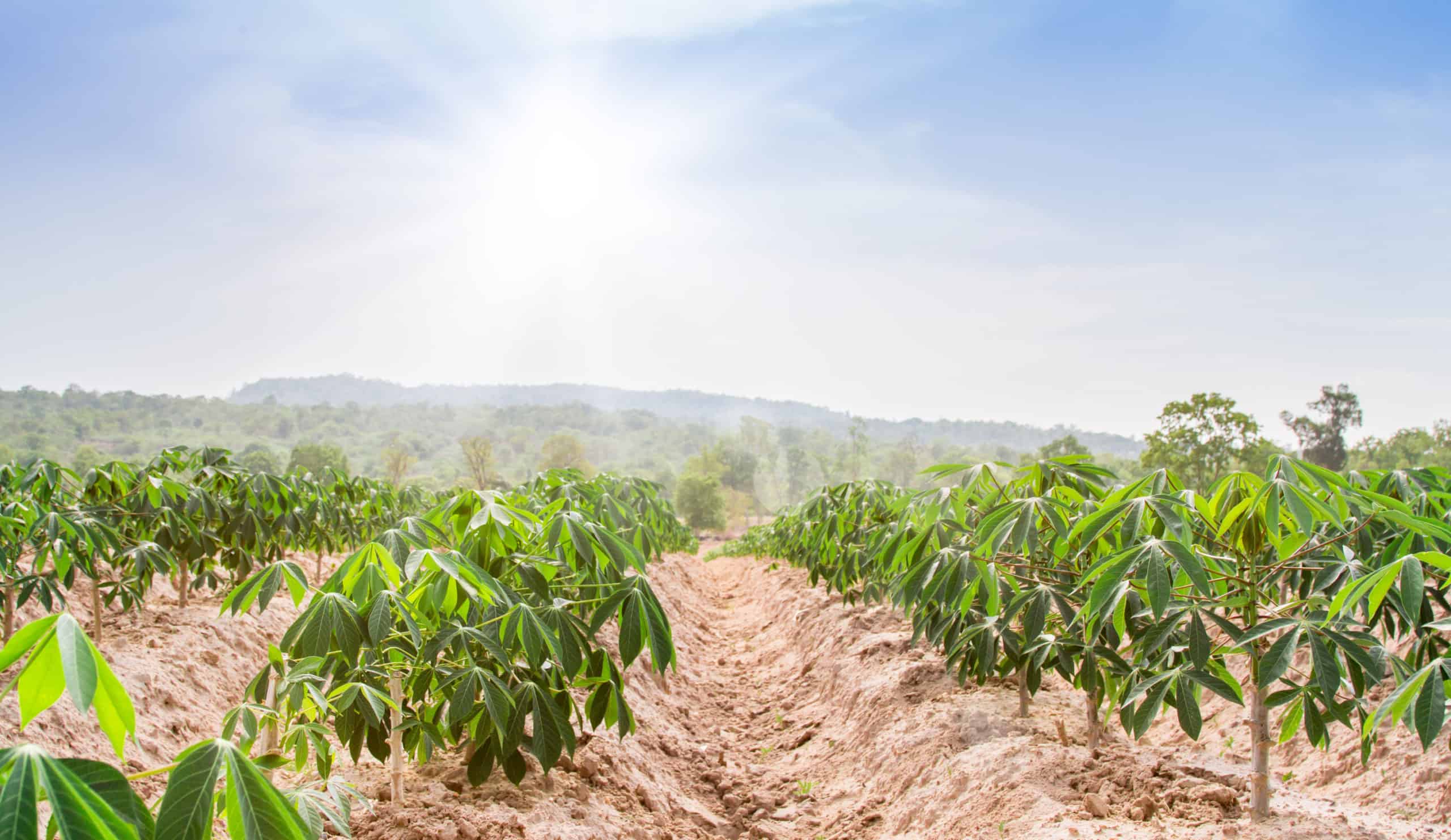 An Indigenous Agro-Allied Company