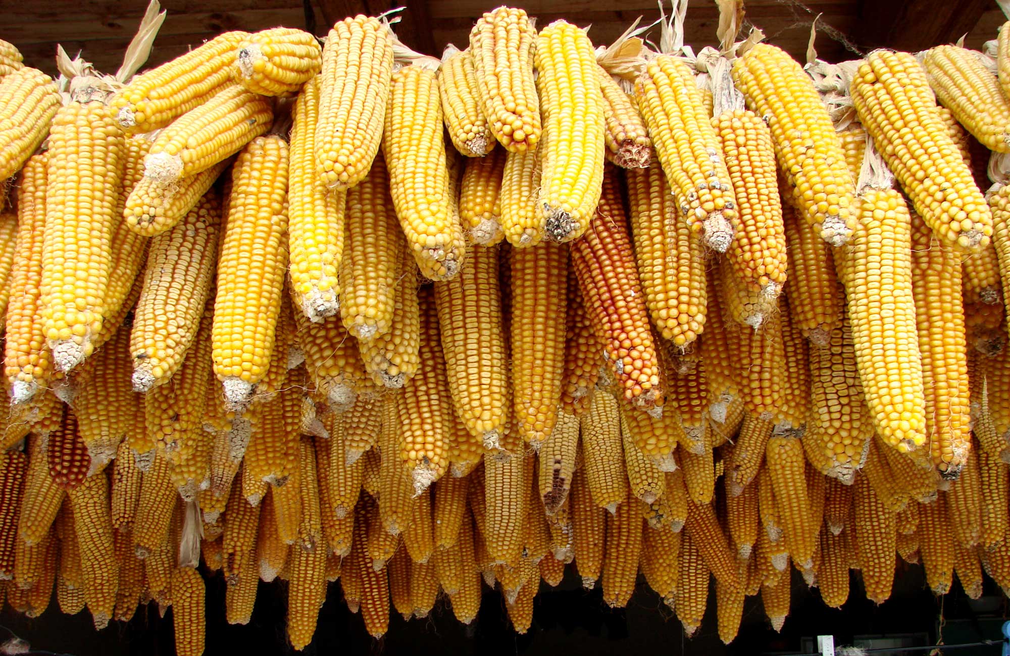 Crop Production