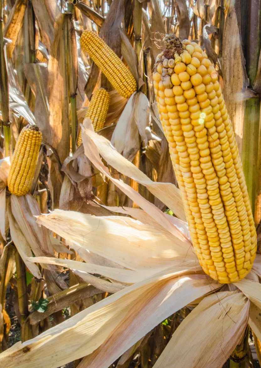 maize produce