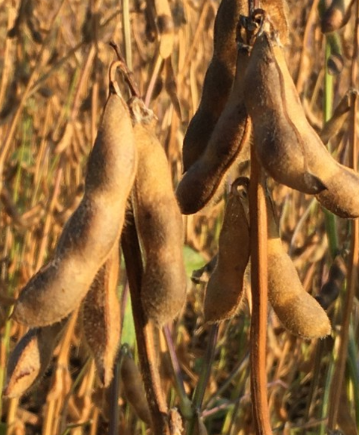 soy bean