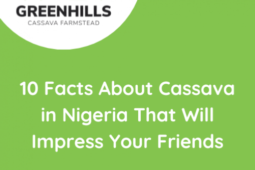 10 Facts About Cassava in Nigeria That Will Impress Your Friends