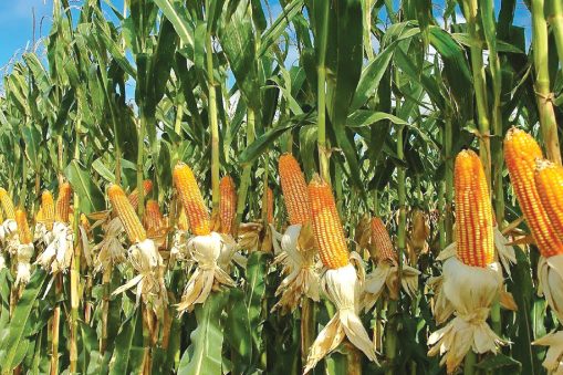 maize farm